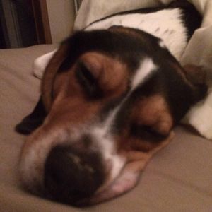 Meet your Posher, Joy